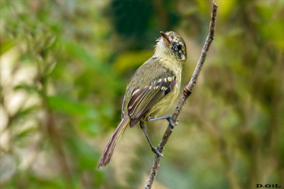 MARÌA DA RESTINGA (Phylloscartes kronei)